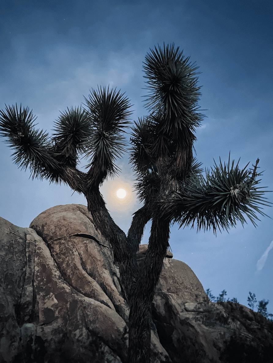 Exploring Joshua Tree Solo And Sober, Traveling Sober, image size:892x1188